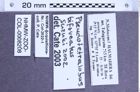 Etikette zu Pseudotetralobus bifoveatus (NHMW-ZOO-COL-0008208)